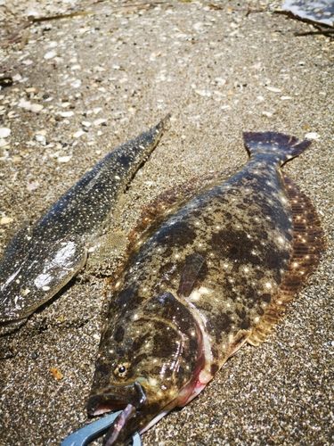 ヒラメの釣果