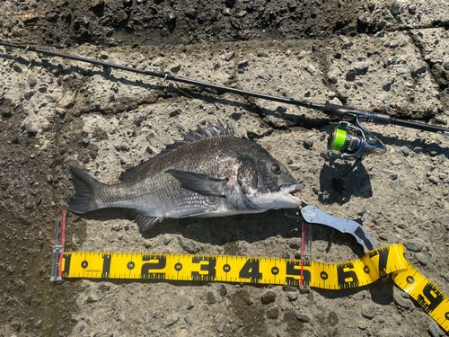 クロダイの釣果