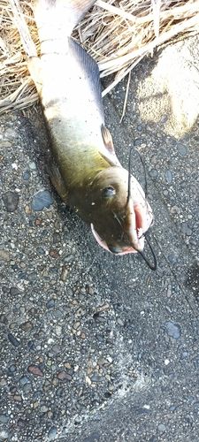 アメリカンキャットフィッシュの釣果