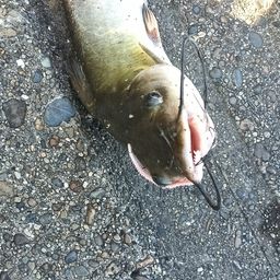 アメリカンキャットフィッシュ