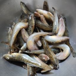 マハゼ