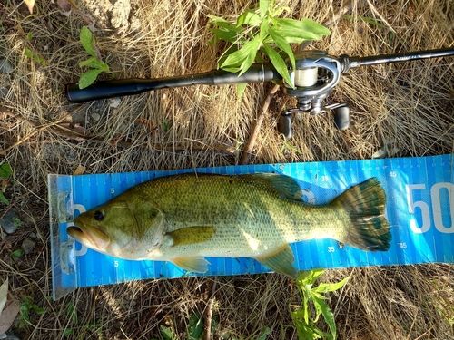 ブラックバスの釣果