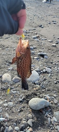 オオモンハタの釣果