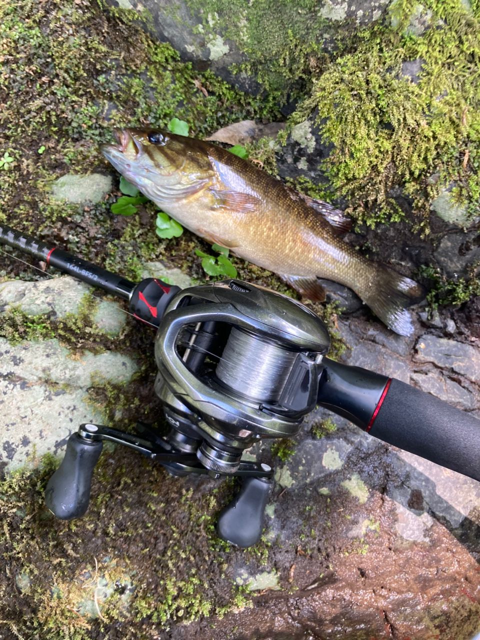 スモールマウスバス