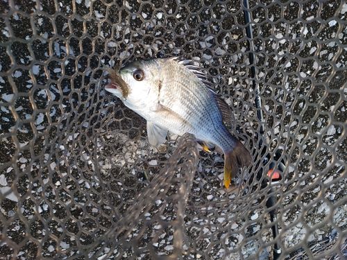 キビレの釣果
