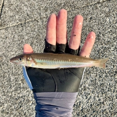 シロギスの釣果