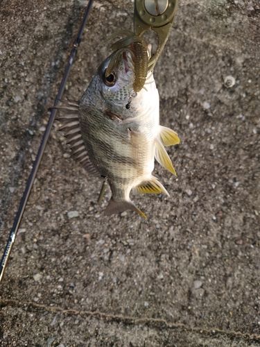 キビレの釣果