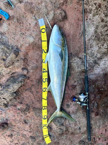 ヒラマサの釣果