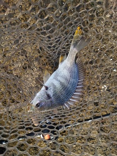キビレの釣果