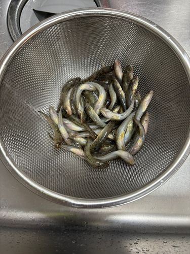 マハゼの釣果