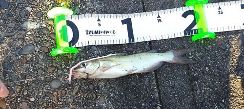 アメリカンキャットフィッシュの釣果