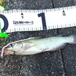 アメリカンキャットフィッシュ