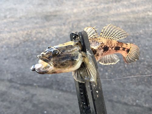 ウロハゼの釣果