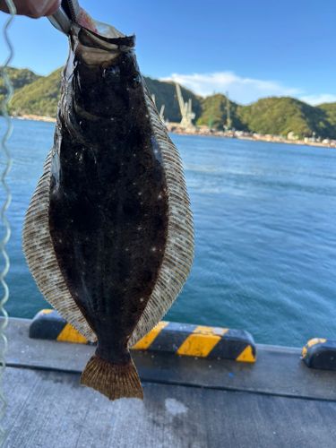 ヒラメの釣果