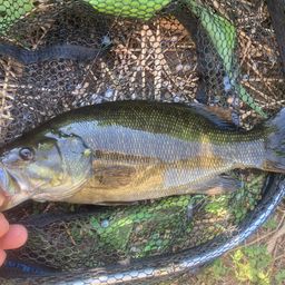 スモールマウスバス