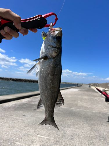 セイゴ（マルスズキ）の釣果