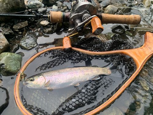 ニジマスの釣果