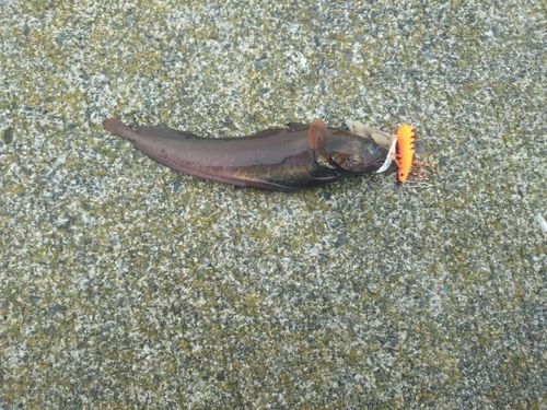 ドンコの釣果