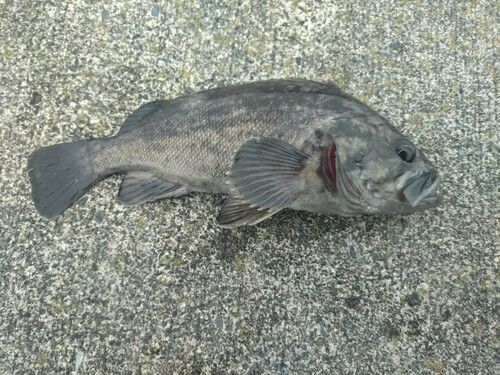 クロソイの釣果