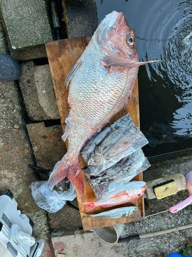 マダイの釣果