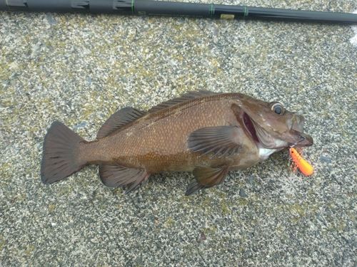 ガヤの釣果