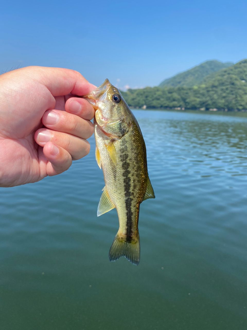 ラージマウスバス