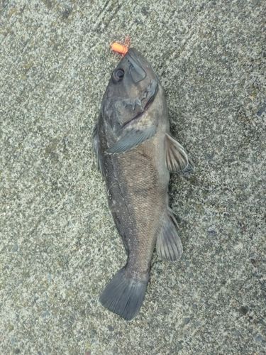 クロソイの釣果