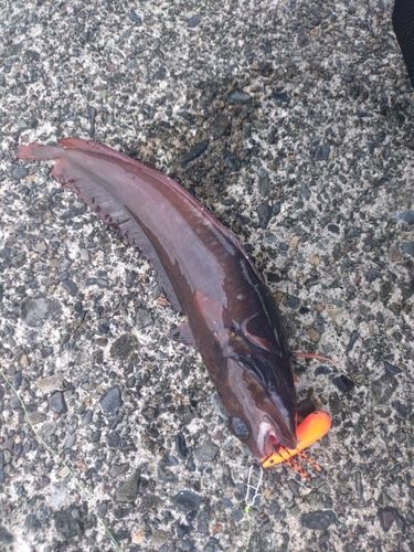 ドンコの釣果