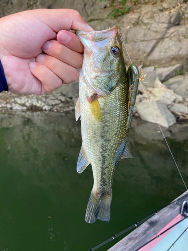 ラージマウスバスの釣果