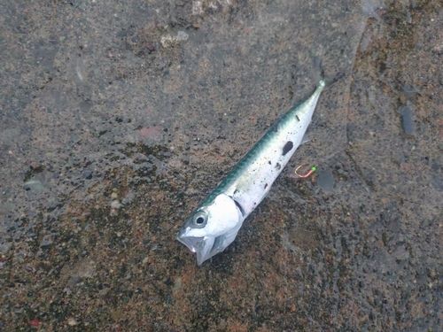 サバの釣果