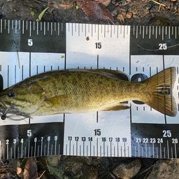 スモールマウスバス