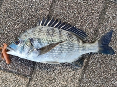 クロダイの釣果