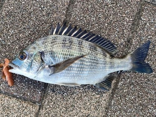 クロダイの釣果
