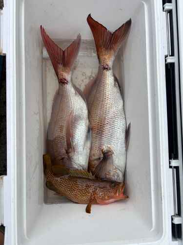 エソの釣果
