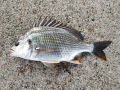 キビレの釣果
