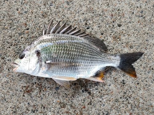 キビレの釣果