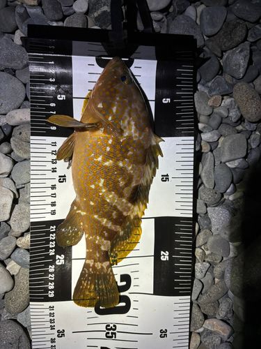 キジハタの釣果