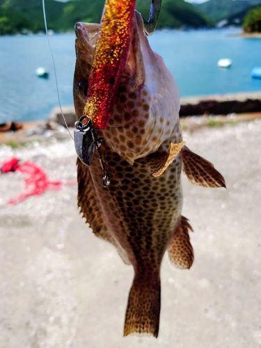 オオモンハタの釣果