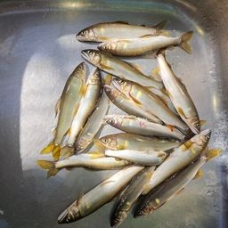 アユ