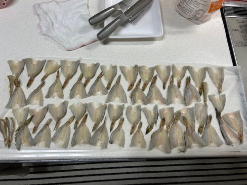ハゼの釣果