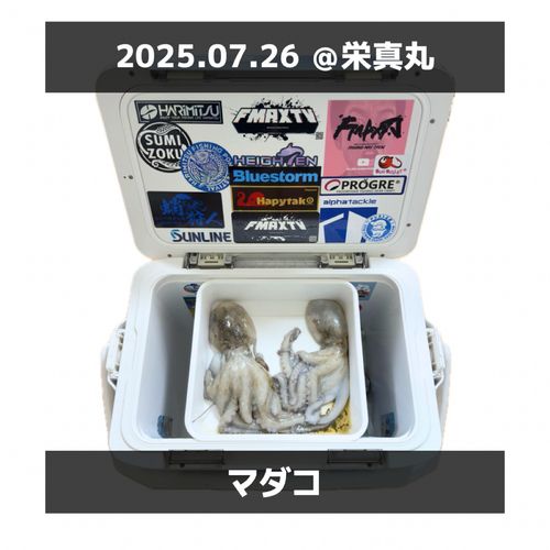 タコの釣果