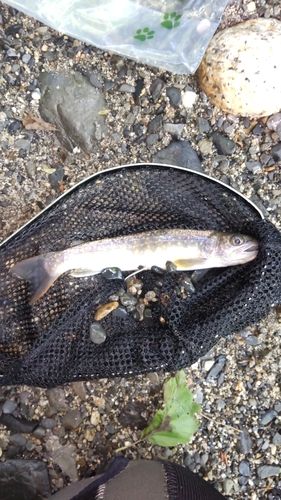 イワナの釣果