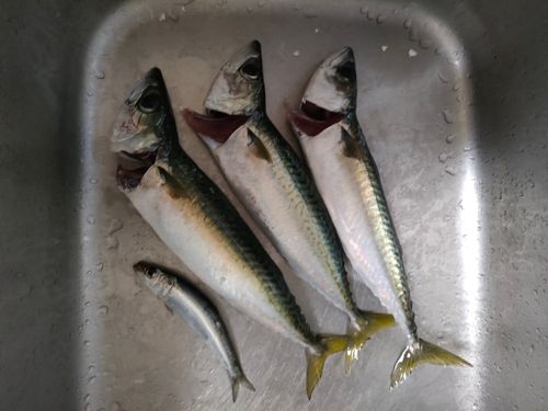 サバの釣果