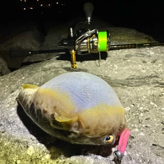 ヒガンフグの釣果