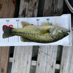 ラージマウスバス