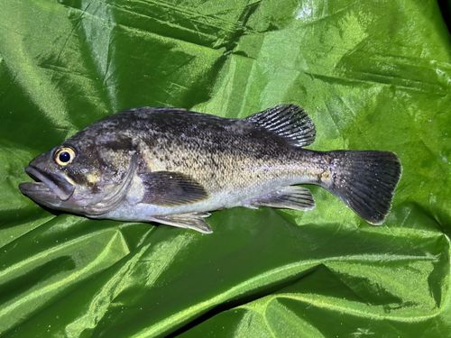 ソイの釣果