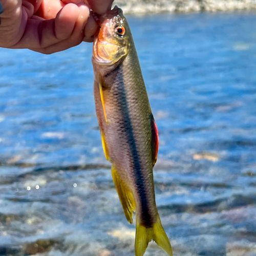 カワムツの釣果