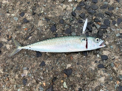 サバの釣果
