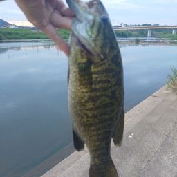 スモールマウスバス