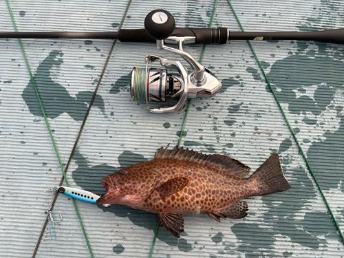 オオモンハタの釣果